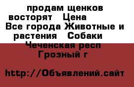 продам щенков восторят › Цена ­ 7 000 - Все города Животные и растения » Собаки   . Чеченская респ.,Грозный г.